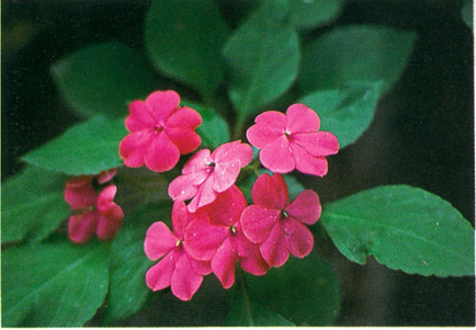 Flittig Lise - Impatiens walleriana