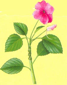 Flittig Lise - Impatiens walleriana