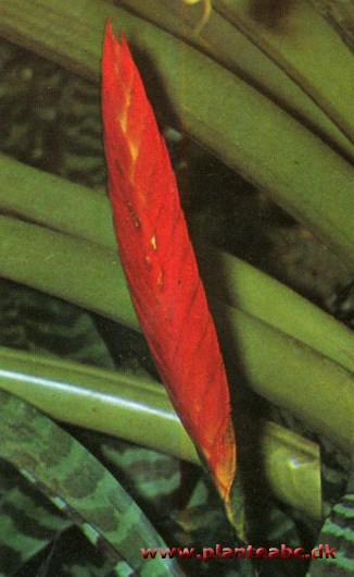 Fluesmækker - Vriesia splendens