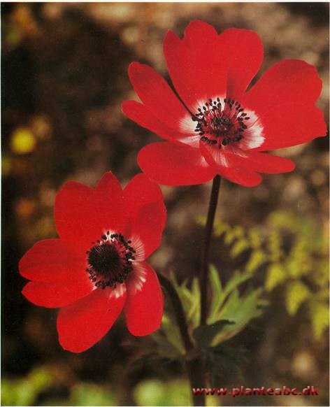 Fransk Anemone - Anemone coronaria