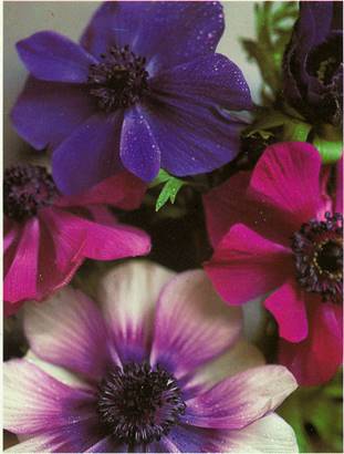 Fransk Anemone - Anemone coronaria