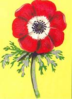 Fransk Anemone - Anemone coronaria