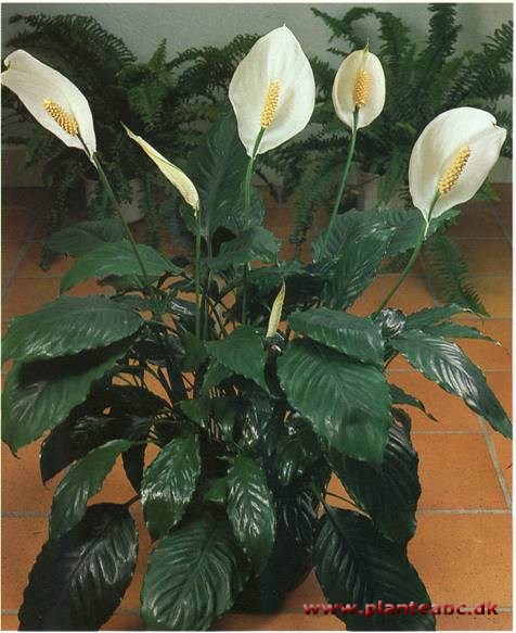 Fredslilje - Spathiphyllum