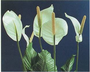 Fredslilje - Spathiphyllum