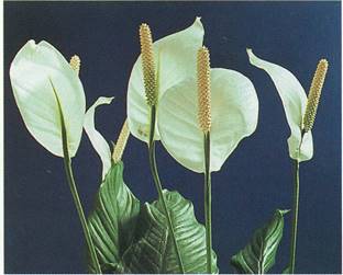 Fredslilje - Spathiphyllum