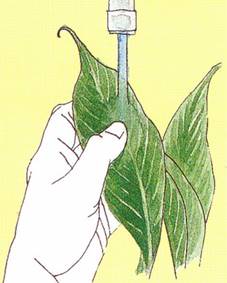 Fredslilje - Spathiphyllum