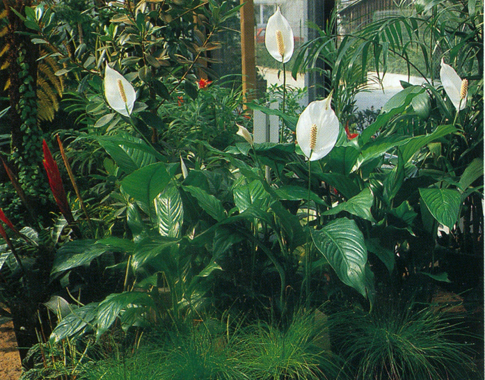 Fredslilje - Spathiphyllum