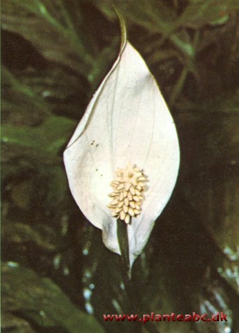 Fredslilje - Spathiphyllum wallisii