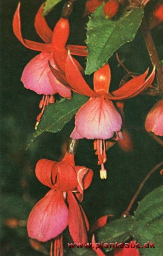 Fuchsie - Fuchsia x hybrid