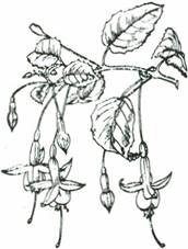 Fuchsie - Fuchsia x hybrid