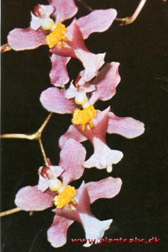 Fuglenæbs-oncidium - Oncidium ornithorhynchum