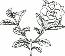 Gardenie - Gardeniajasminoides