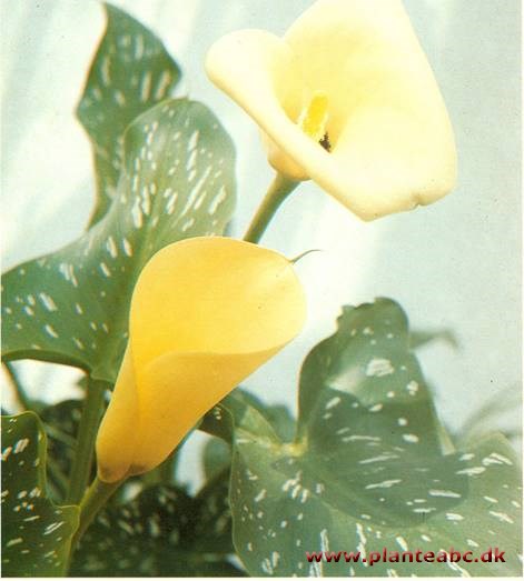 Gul Kalla - Zantedeschia ellottiana