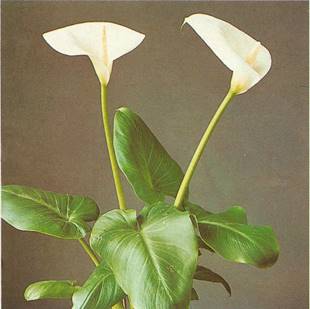 Gul Kalla - Zantedeschia ellottiana