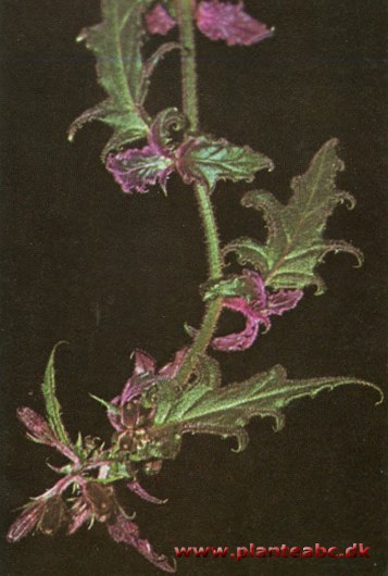 Gynura - fløjlsblad - Gynura aurantiaca
