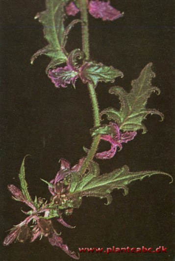 Gynura - fløjlsblad - Gynura aurantiaca