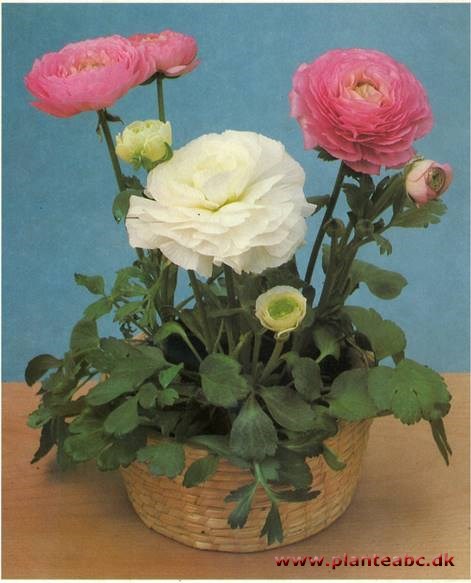 Haveranunkel - Ranunculus asiaticus