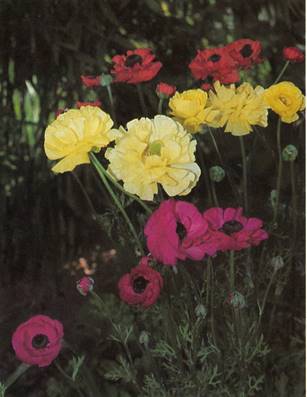 Haveranunkel - Ranunculus asiaticus