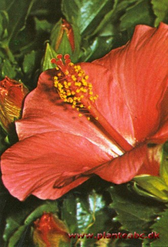 Hawaiiblomst-rød hibiscus, almindelig hibiscus