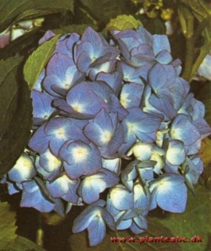 Hortensie - havehortensie - Hydrangea macrophylla