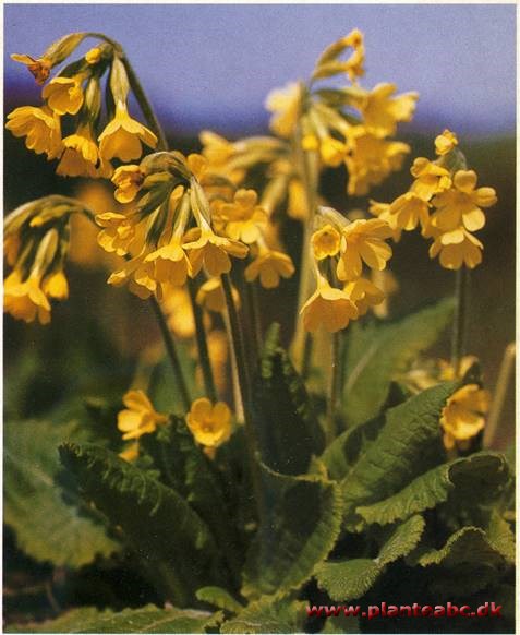 Hulkravet Kodriver - Primula Veris