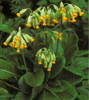 Hulkravet Kodriver - Primula Veris