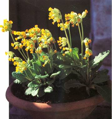 Hulkravet Kodriver - Primula Veris