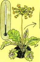 Hulkravet Kodriver - Primula Veris