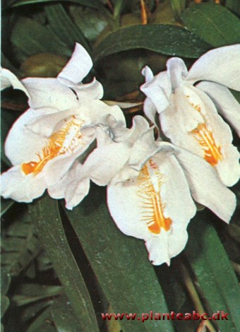 Hvid Coelogyne - Coelogyne cristata