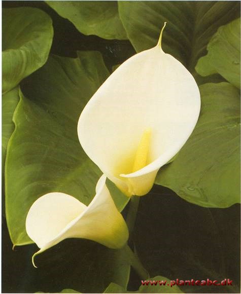 Hvid Kalla - Zantedeschia aethiopica