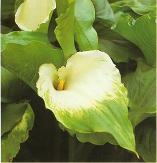 Hvid Kalla - Zantedeschia aethiopica