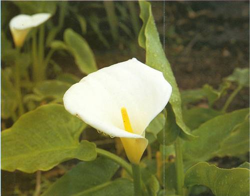 Hvid Kalla - Zantedeschia aethiopica