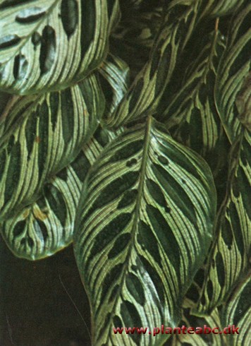 Hvidgrøn maranta - hvidgrøn calathea - Calathea makoyana
