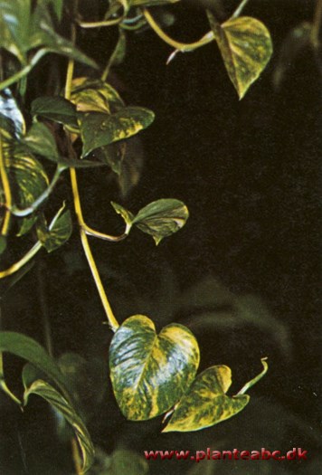 Hængephilodendron - guldranke - Scindapsus aureus
