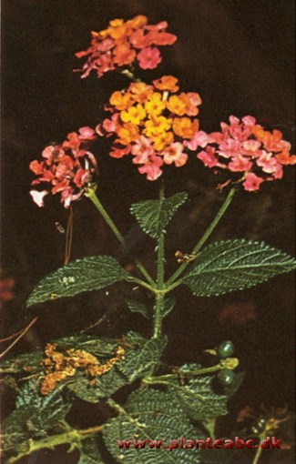 Ildkrone - Lantana camara