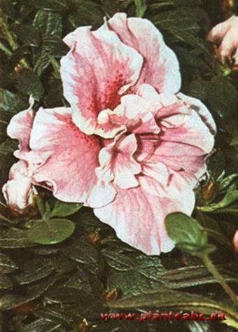 Indisk azalea - Rhododendron simsii