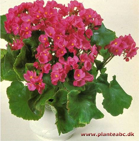 Julebegonia - Begonia Lorraine-hybrider