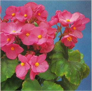 Julebegonia - Begonia Lorraine-hybrider