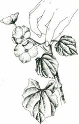 Julebegonia - Begonia Lorraine-hybrider