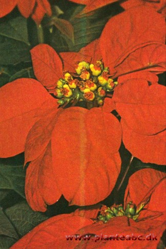 Julestjerne - Euphorbia pulcherrima - (Poinsettia pulcherrima)