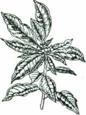 Julestjerne - Euphorbia pulcherrima - (Poinsettia pulcherrima)