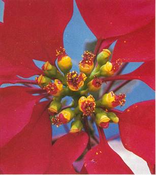 Julestjerne - Euphorbia pulcherrima