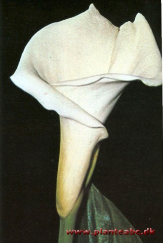 Kalla - stuekalla, hvid kalla - Zantedeschia aethiopica