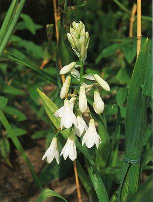 Kaplilje - Galtonia candicans