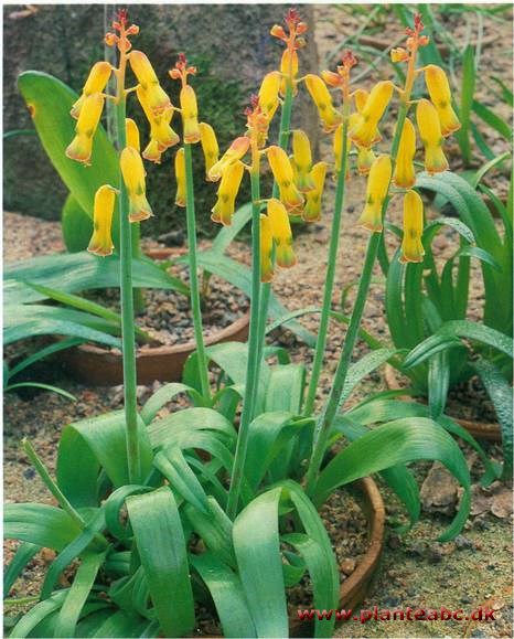 Kapsk Hyacint - Lachenalia aloides