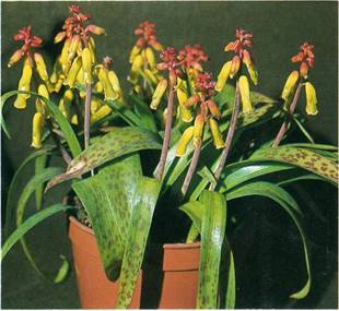 Kapsk Hyacint - Lachenalia aloides