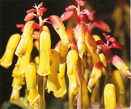 Kapsk Hyacint - Lachenalia aloides