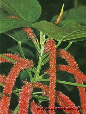 Kattesvans - Acalypha hispida