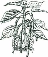 Kattesvans - Acalypha hispida