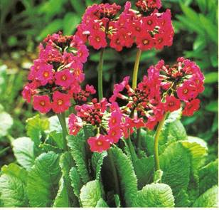 Kinesisk Primula - Primula praenitens